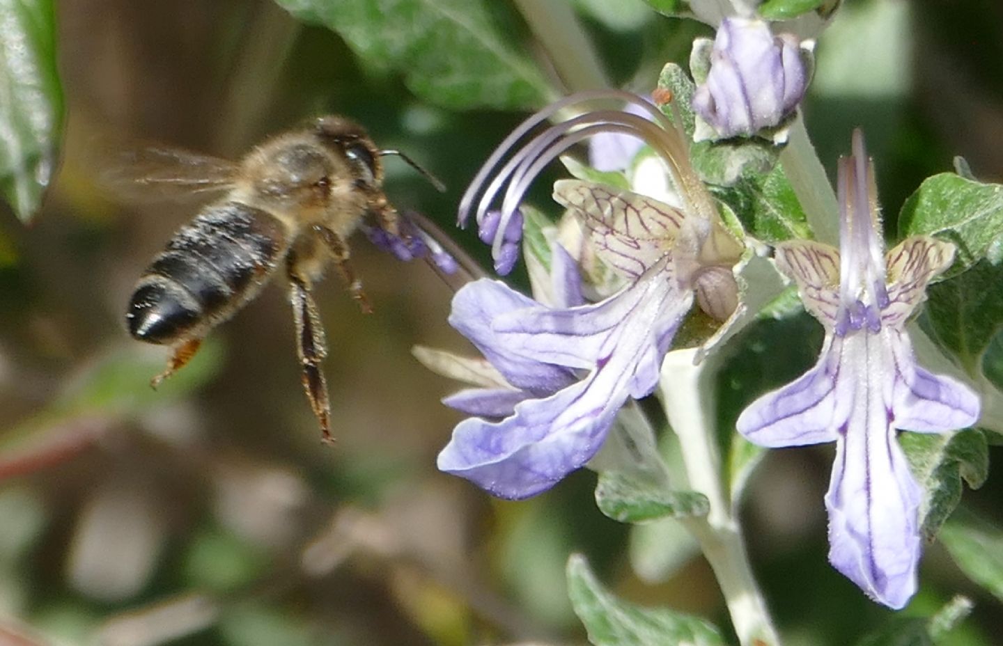 Apidae: Apis mellifera ssp. siciliana